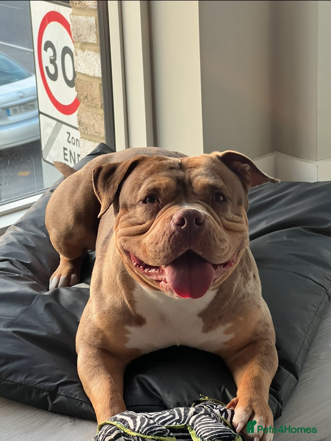 American Bulldog dogs for sale: Pocket bully female  - Image 6