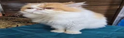 Persian cats for sale: Pedigree Persian CFA Champion Male For Loving Home - Advert 5