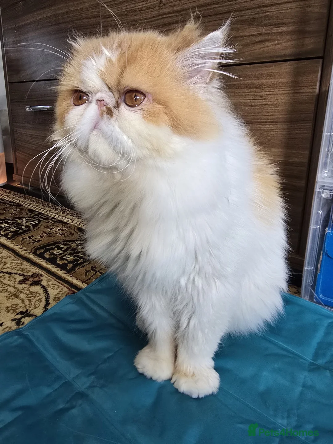 Persian cats for sale: Pedigree Persian CFA Champion Male For Loving Home - Advert 5