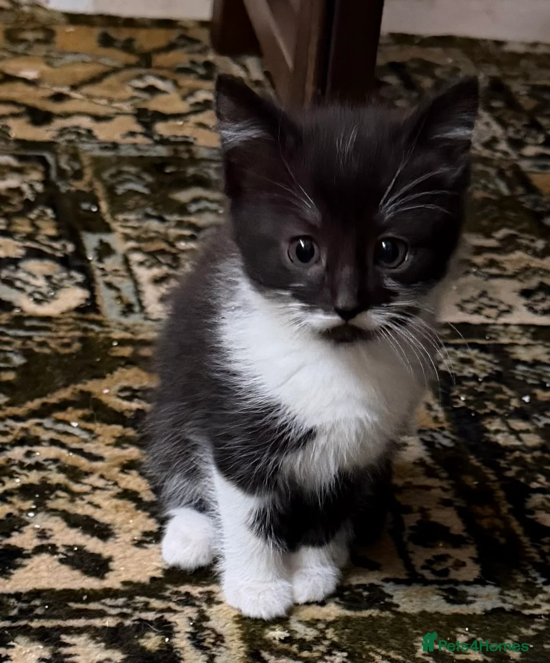 Mixed Breed cats for sale: Lively kittens ready now - Advert 2