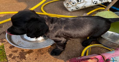 Cocker Spaniel dogs in Ty Croes - Advert 4
