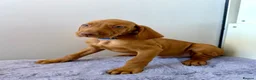 Hungarian Vizsla dogs for sale: KC registered Hungarian Vizsla puppies - Advert 2