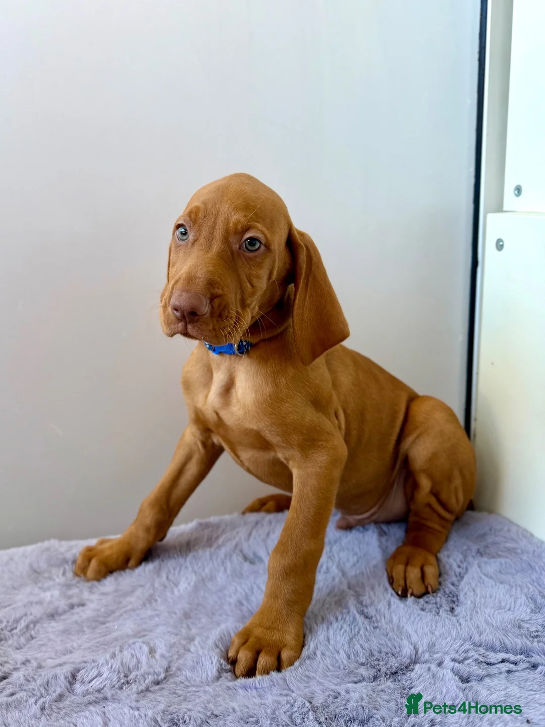 Hungarian Vizsla dogs for sale: KC registered Hungarian Vizsla puppies - Advert 2