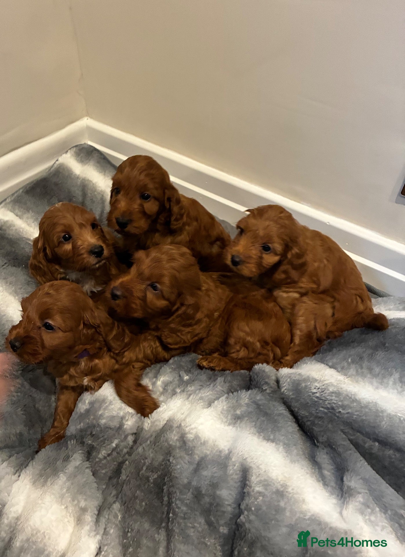 Cockapoo dogs for sale: Stunning Fox Red Cockapoo Puppies - Advert 1