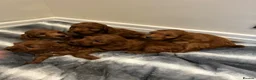 Cockapoo dogs for sale: Stunning Fox Red Cockapoo Puppies in Darlington - Advert 1