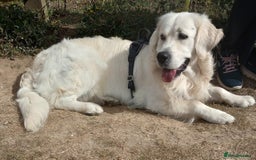 Golden Retriever dogs for sale: Gorgeous Show Type Golden Retrievers - Image 27