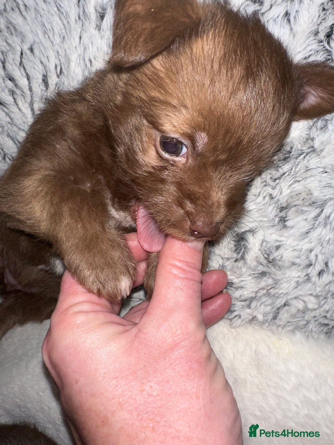 Chihuahua dogs for sale: X2 Gorgeous Chihuahua little ladies - Advert 14