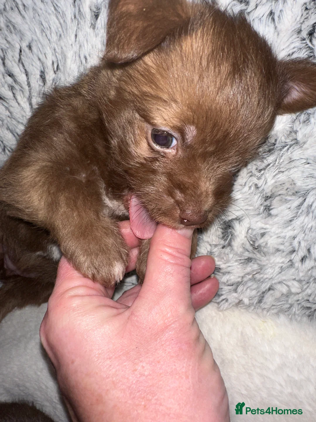 Chihuahua dogs for sale: X2 Gorgeous Chihuahua little ladies - Advert 15