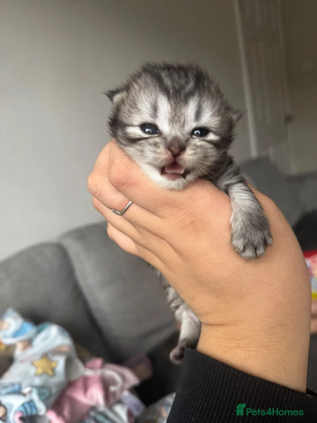 Persian cats for sale: Persian X Tabby  - Advert 2