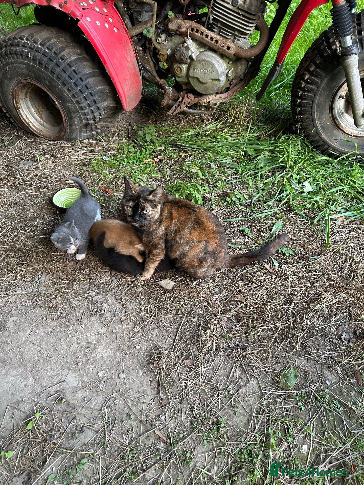 Mixed Breed cats Adorable kittens - Advert 1