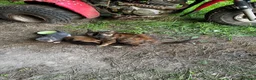 Mixed Breed cats for sale: Adorable kittens - Advert 1
