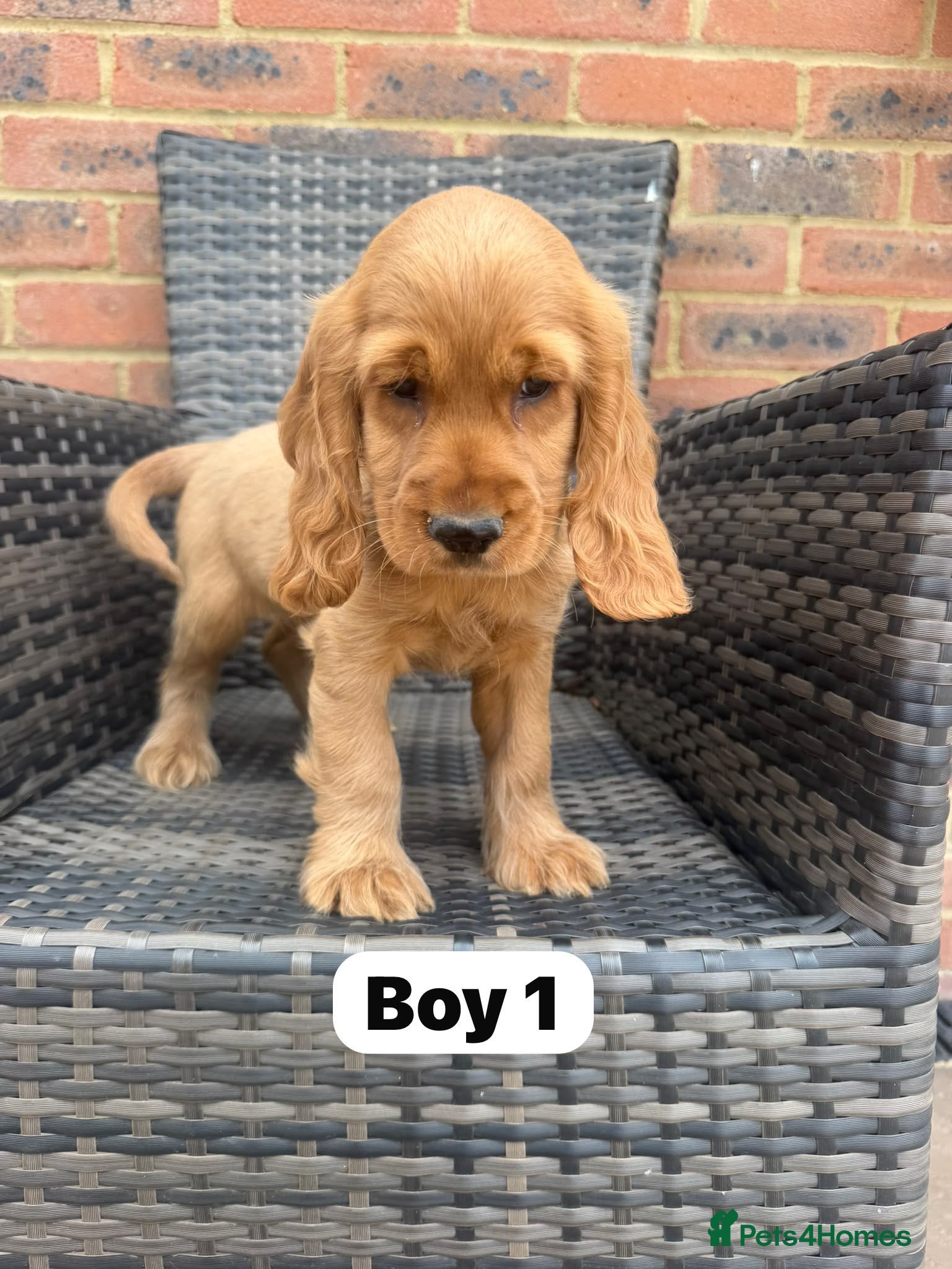 Cocker Spaniel dogs GoldenSHOW Type Cocker SPANIEL  - Advert 3