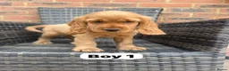 Cocker Spaniel dogs for sale: GoldenSHOW Type Cocker SPANIEL  in Iver - Advert 7