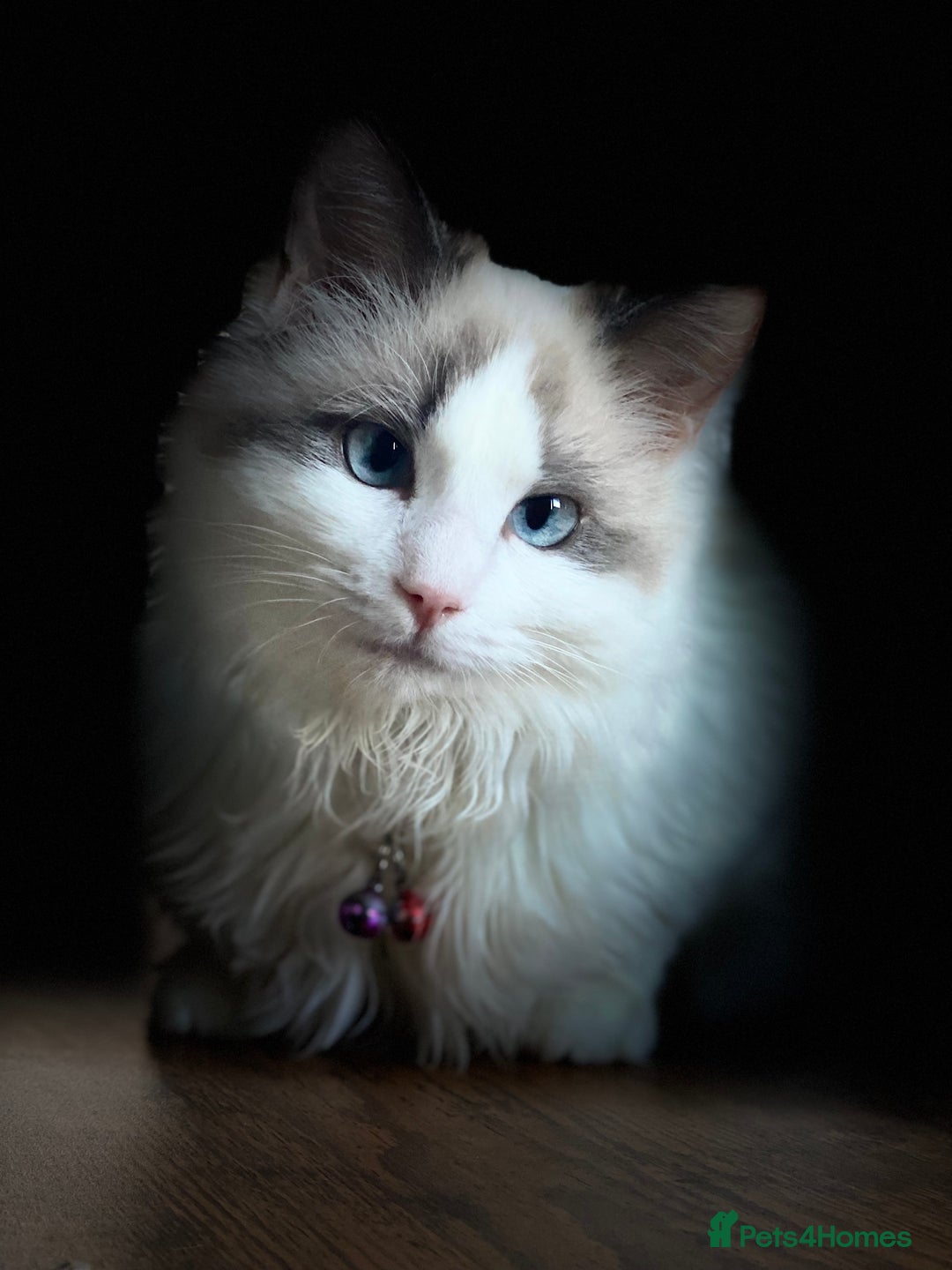 Ragdoll cats for sale: Ragdoll female  - Advert 4