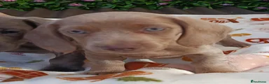 Dachshund 4