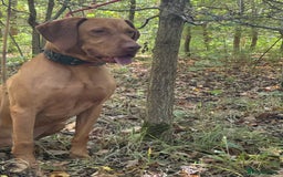 Hungarian Vizsla dogs for stud: The famous Zsivaly Champion sired imported stud in Loughborough - Image 16