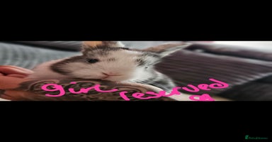 Harlequin rabbits - Advert 3