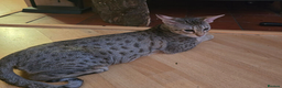 Savannah cats for sale: Savannah F8 Girl Kitten. - Advert 2