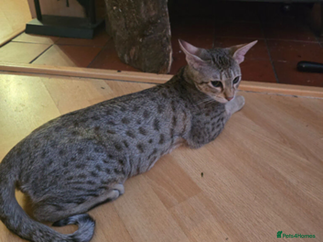 Savannah cats for sale: Savannah F8 Girl Kitten. - Advert 2