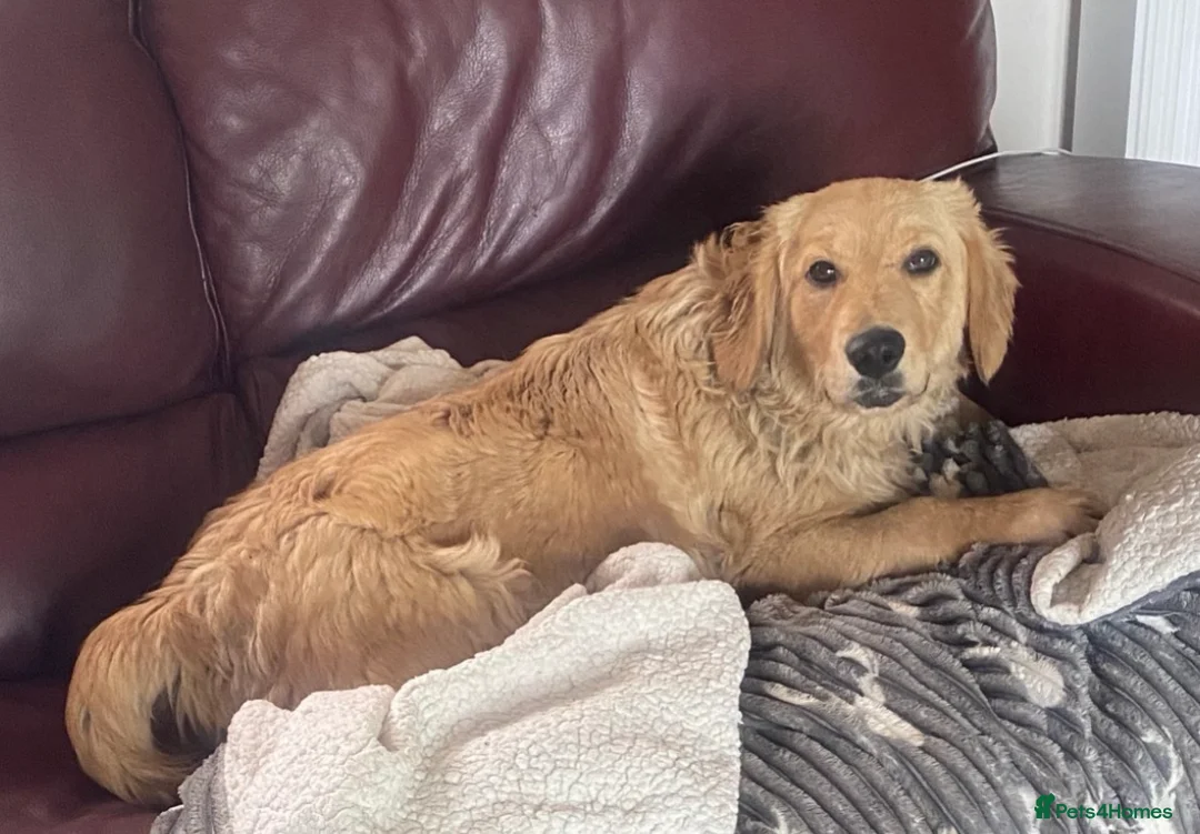 Mini Goldendoodle dogs for sale: Spayed beautiful small golden retriever/ doodle - Advert 1