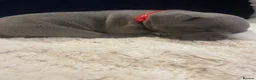Staffordshire Bull Terrier dogs for sale: 2 Remain KC REG Blue Staff Bull Terrier Puppies - Advert 17
