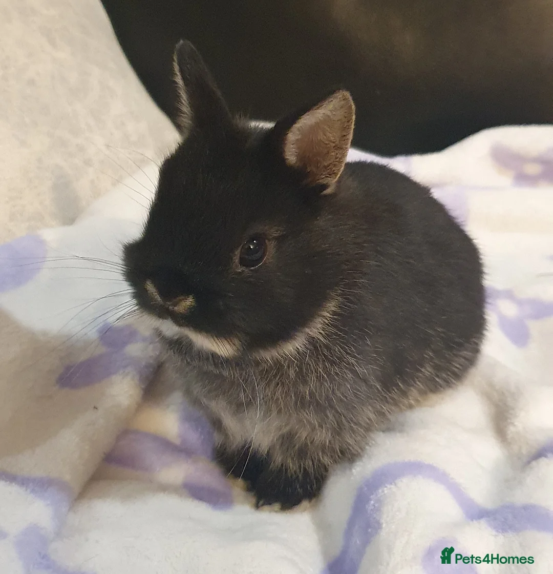Netherland Dwarf rabbits for sale: Netherland Dwarf Kits Pure Bred From Show Stock - Advert 1