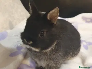 Netherland Dwarf rabbits Netherland Dwarf Kits Pure Bred From Show Stock - Advert 3