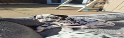 Dalmatian dogs for sale: Dalmatian pups BAER+/+*Ready 24th April** - Advert 26