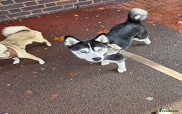 Pomsky dogs for sale: Luna looking for new home asap  - Image 1