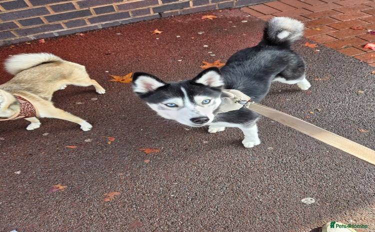Pomsky dogs - Advert 1