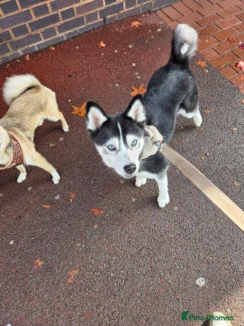 Pomsky dogs - Advert 1