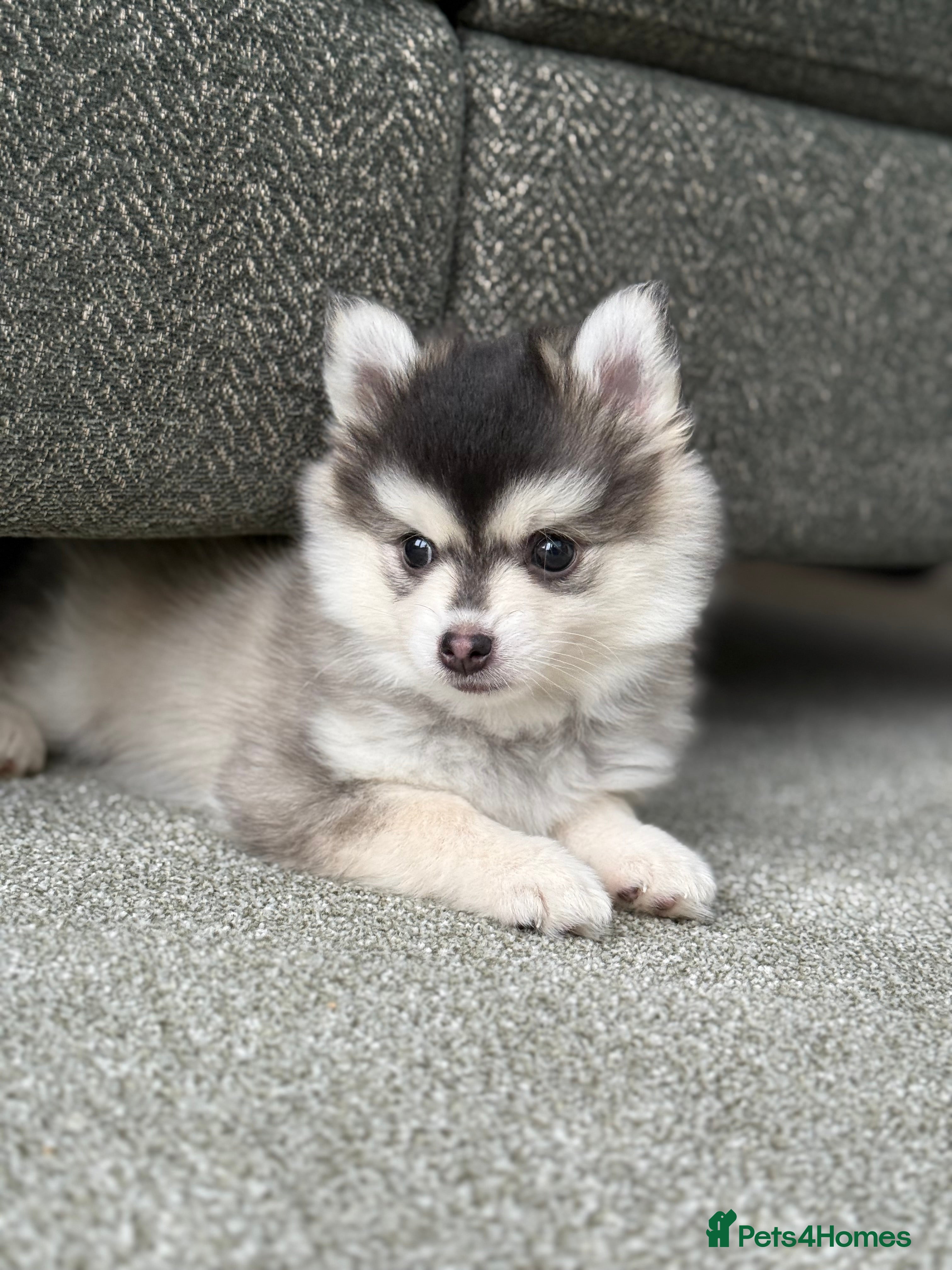 Pomsky dogs F3 Pomsky Puppies - ready now :)  - Advert 1