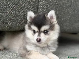 Pomsky dogs F3 Pomsky Puppies - ready now :) - Advert 15