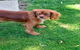 Cavalier King Charles Spaniel dogs for sale: Kc reg chocolate health tested parents  in Holyhead - Image 1