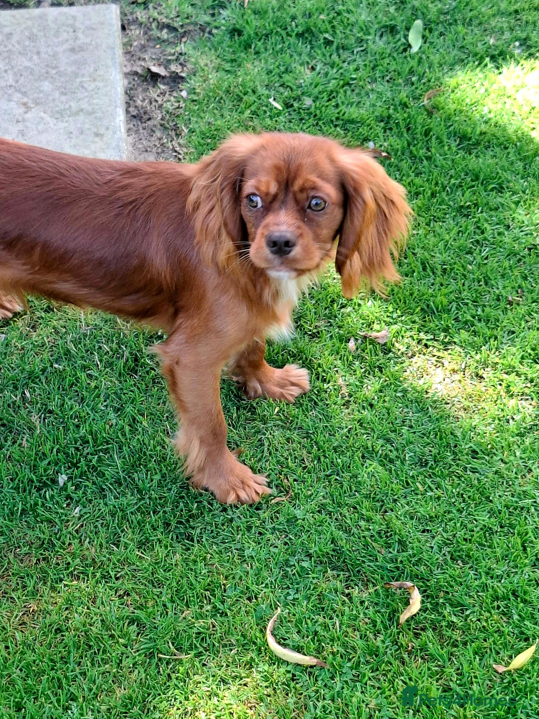 Cavalier King Charles Spaniel dogs for sale: Kc reg chocolate health tested parents  in Holyhead - Image 1