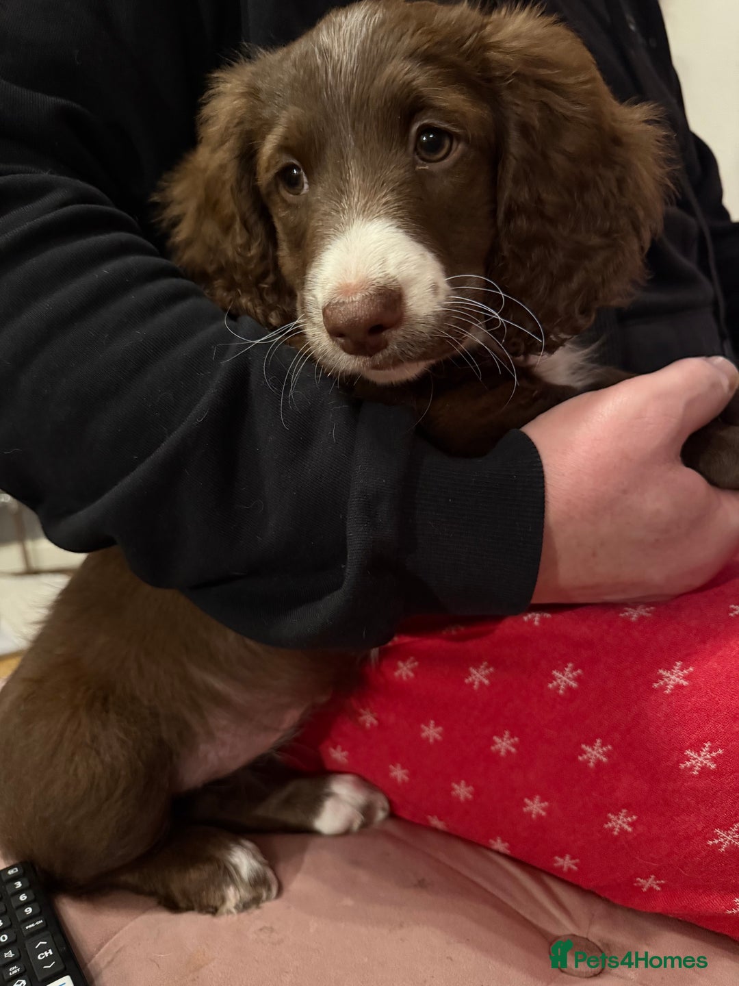 Mixed Breed dogs for sale: Doxie puppies  - Advert 32