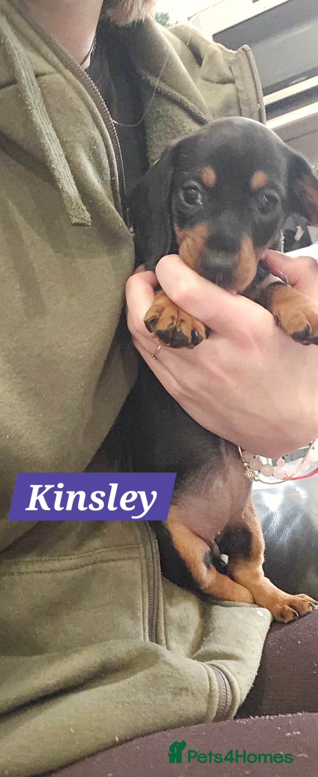 Dachshund dogs for sale: Beautiful Daxis - Advert 33