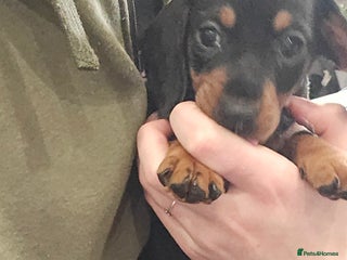 Dachshund dogs Beautiful Daxis - Advert 5