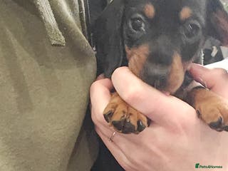 Dachshund dogs Beautiful Daxis - Advert 11