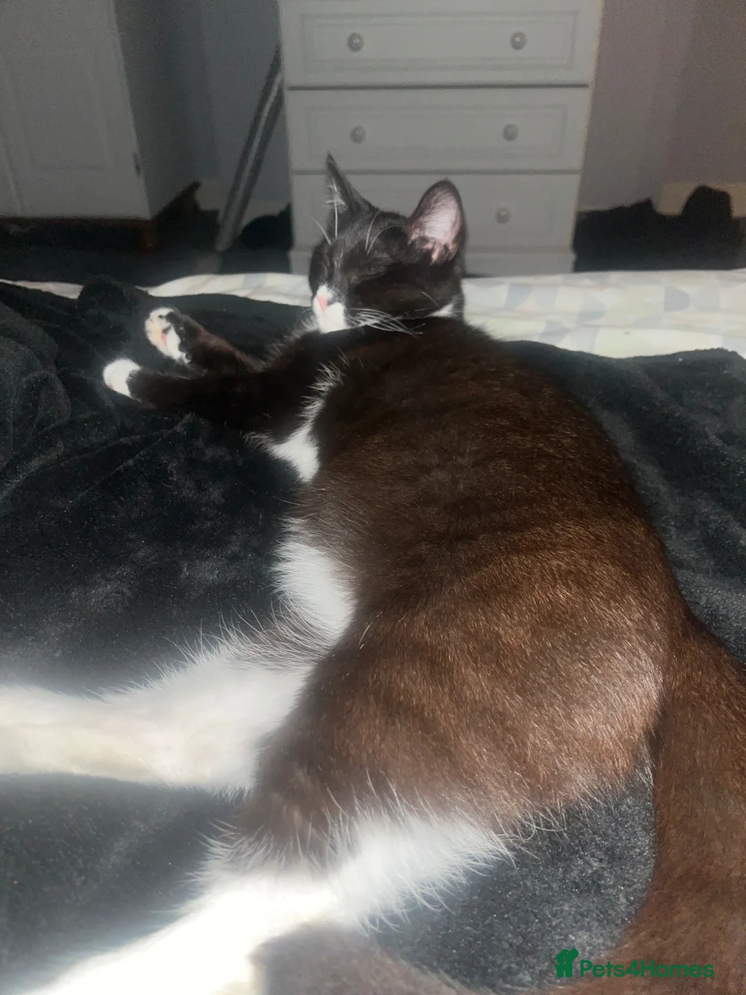 British Shorthair cats for sale: Cat for sale  in South Shields - Advert 3