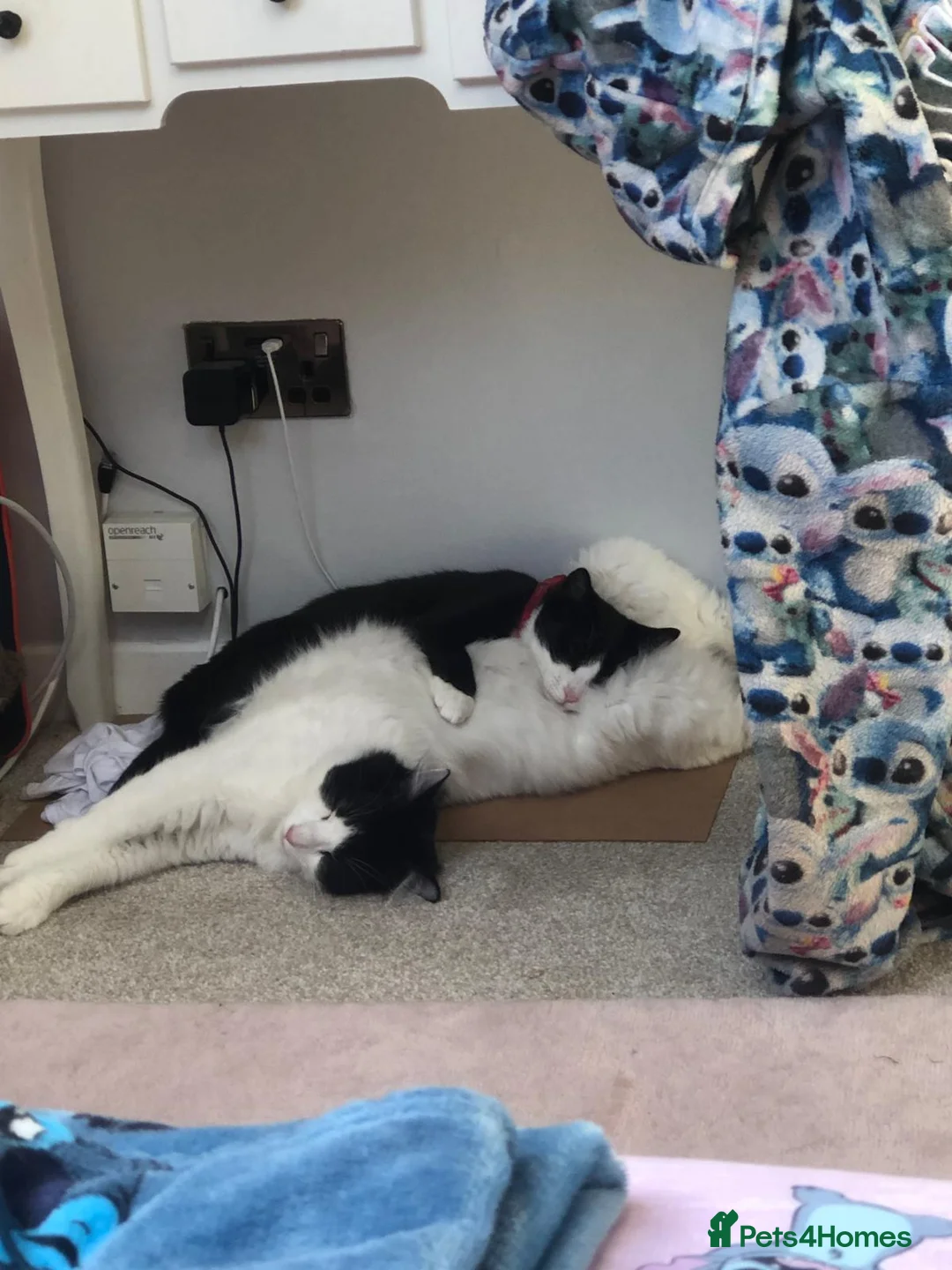 Mixed Breed cats for sale: Maine coon x American shorthair kittens  - Advert 11