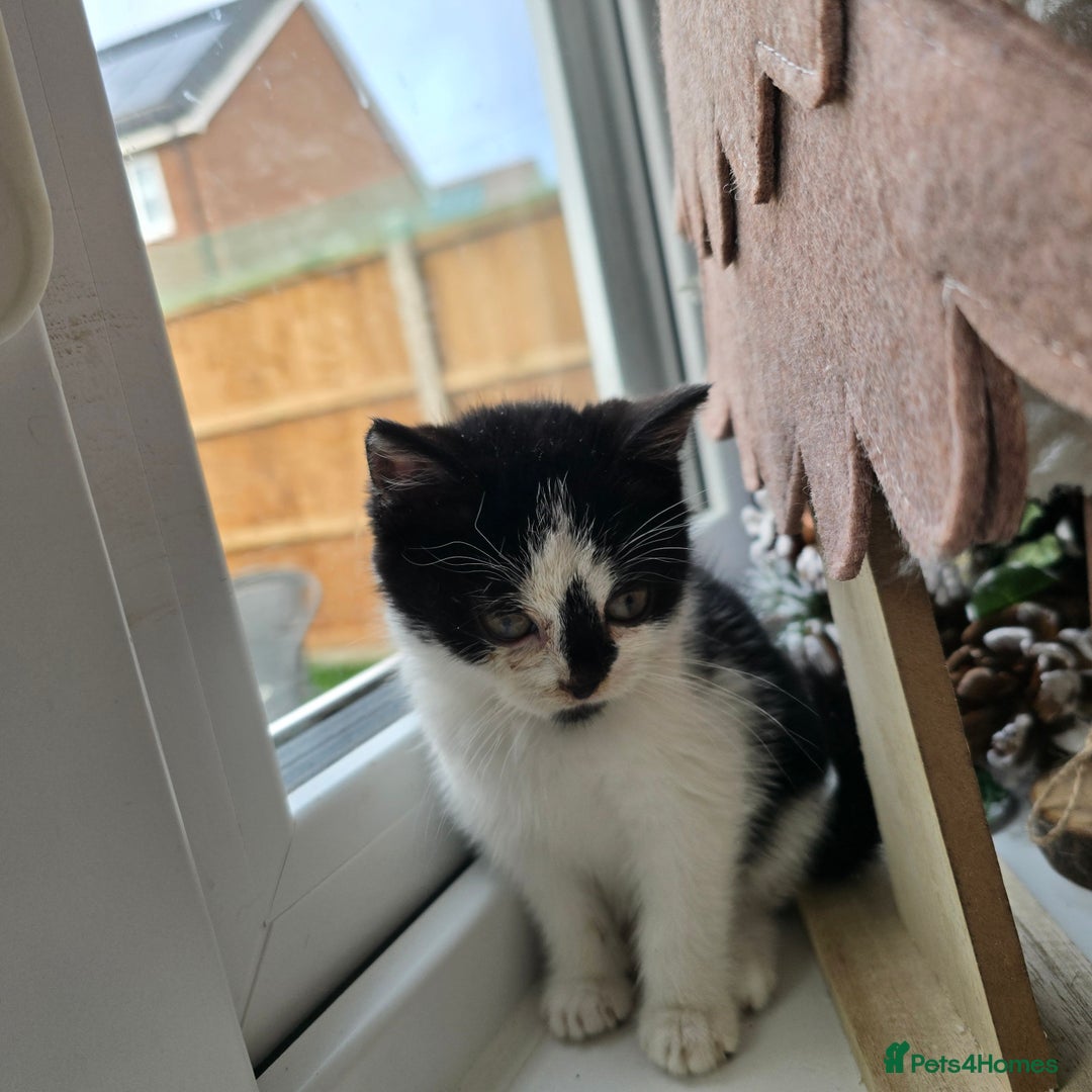 Mixed Breed cats for sale: Gorgeous little kitten (female) - Advert 1