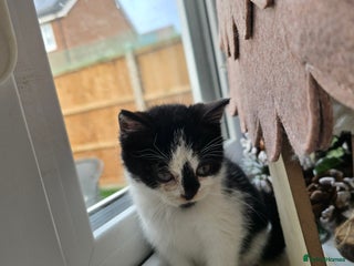 Mixed Breed cats Gorgeous little kitten (female) - Advert 1