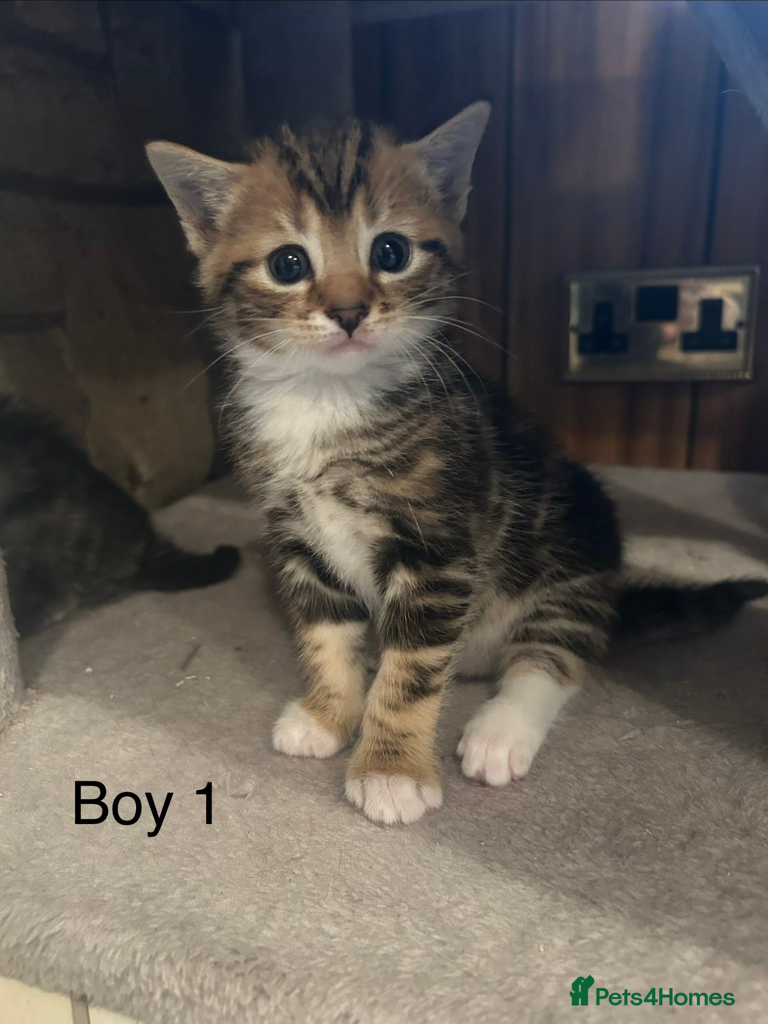 Bengal cats 4 beautiful Bengal X kittens for sale  - Advert 1