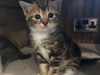 Bengal cats 4 beautiful Bengal X kittens for sale - Advert 3