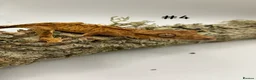 Gecko reptiles for sale: Adult + Juvenile Crested Geckos inc. Lilly Whites - Advert 7