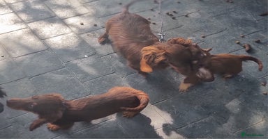 Dachshund dogs - Advert 11