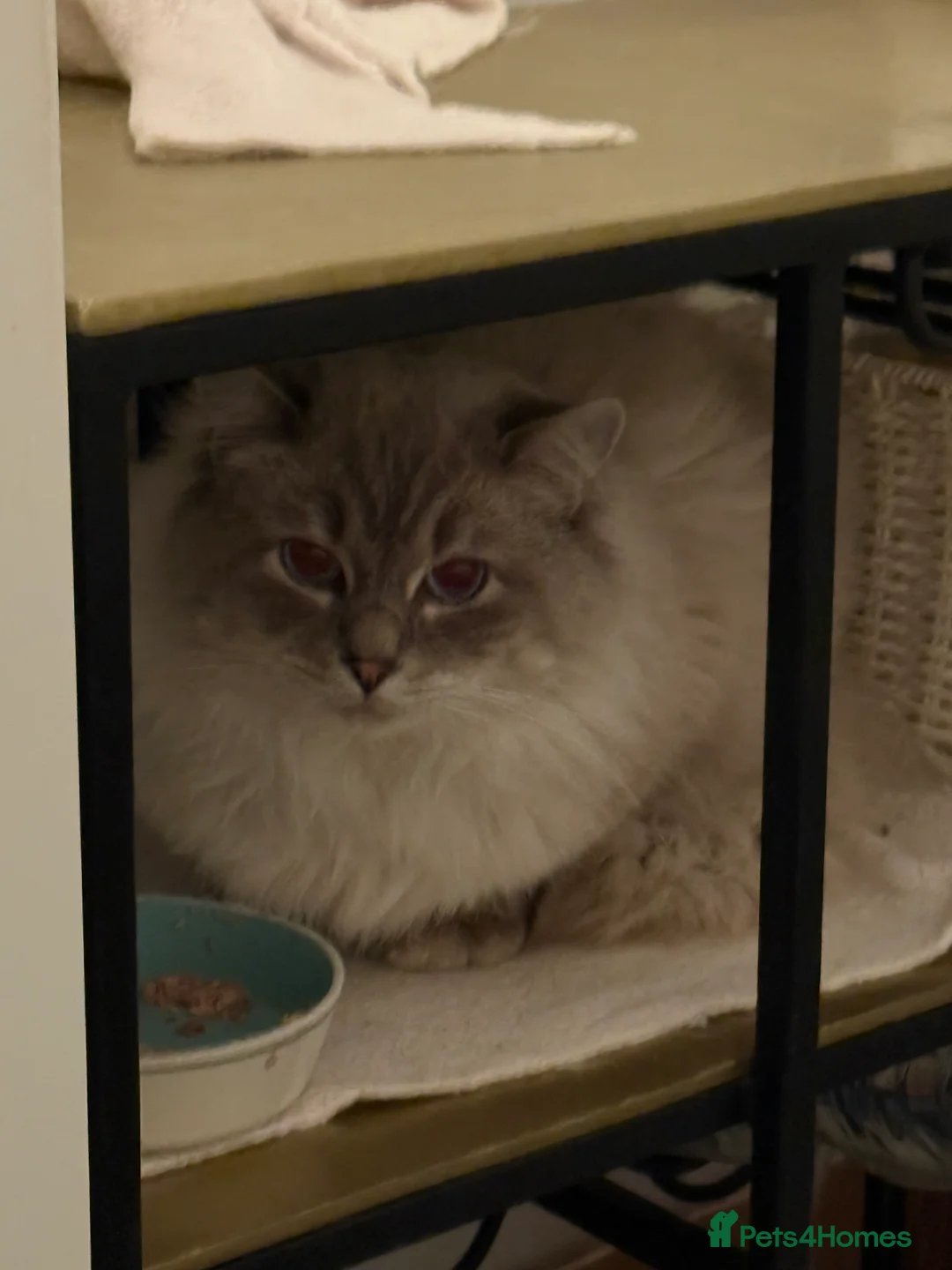 Ragdoll cats for sale: Lovely Ragdoll looking for lovely family - Advert 35