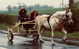 Other Breed horses for sale: Barbie pony  - Image 15