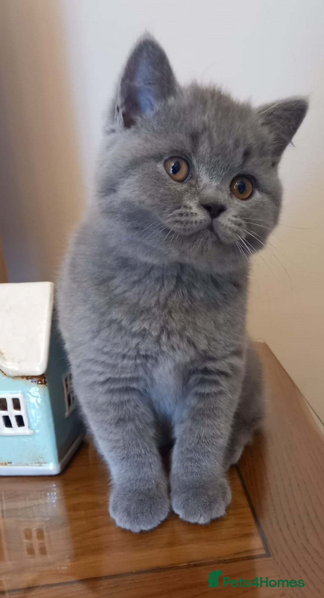 British Shorthair cats for sale: 100% Pedigree British Shorthair Kittens - Image 2